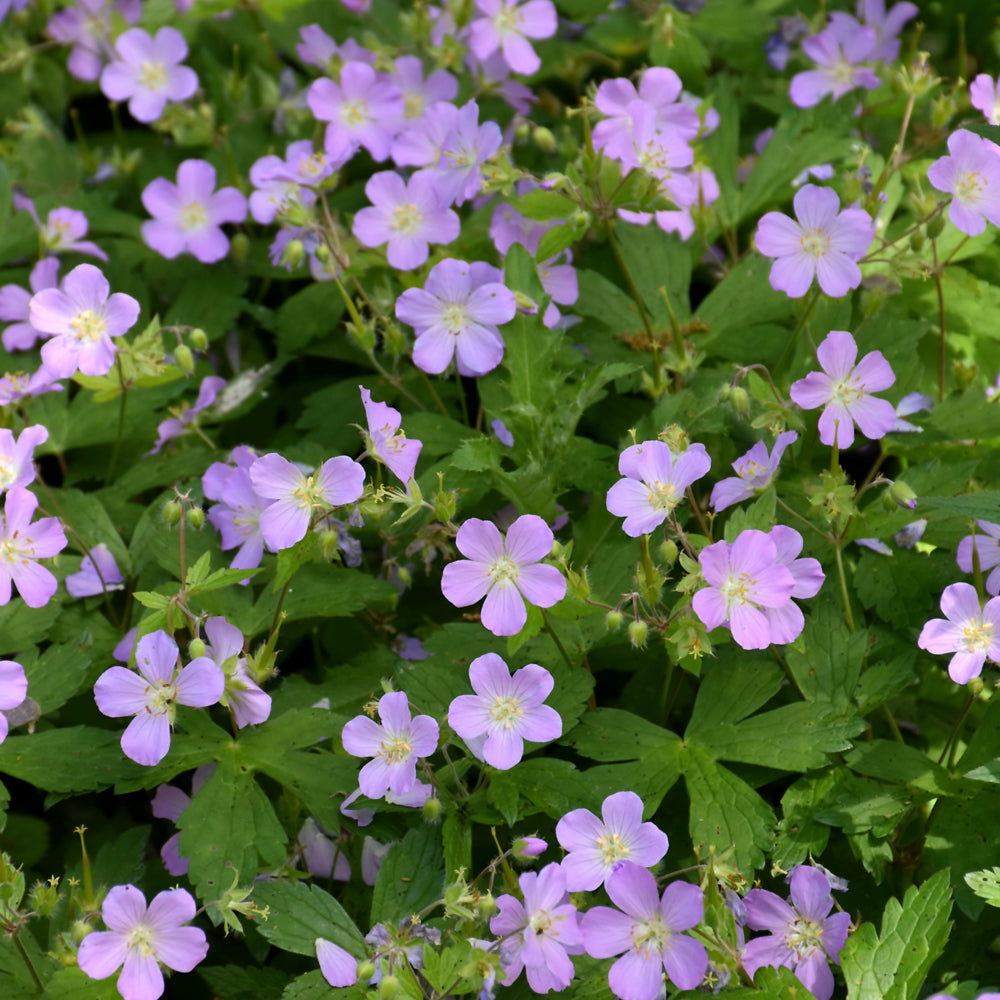 Geranium-Maculatum 1C