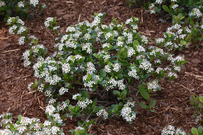 Chokeberry-Low Scape® Mound 3C