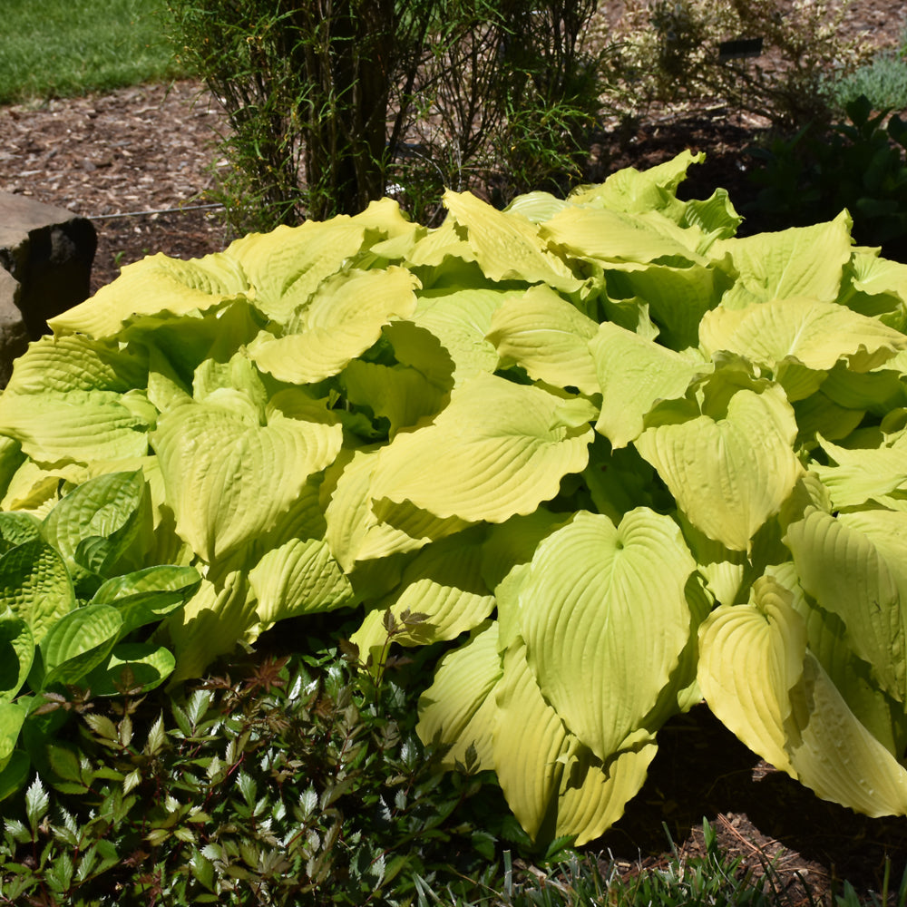 Hosta-Dancing Queen 1C
