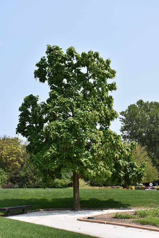 Catalpa-Northern 1.75"B