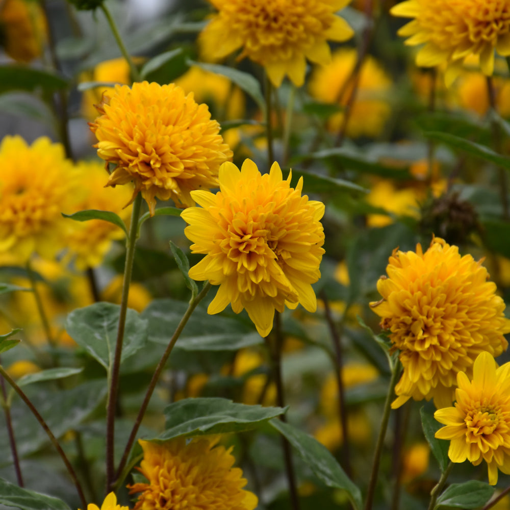 Helianthus-Sunshine Daydream 1C