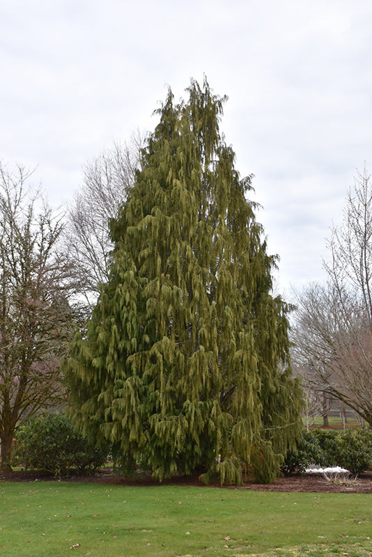 Cypress-Nootka Weeping 7C