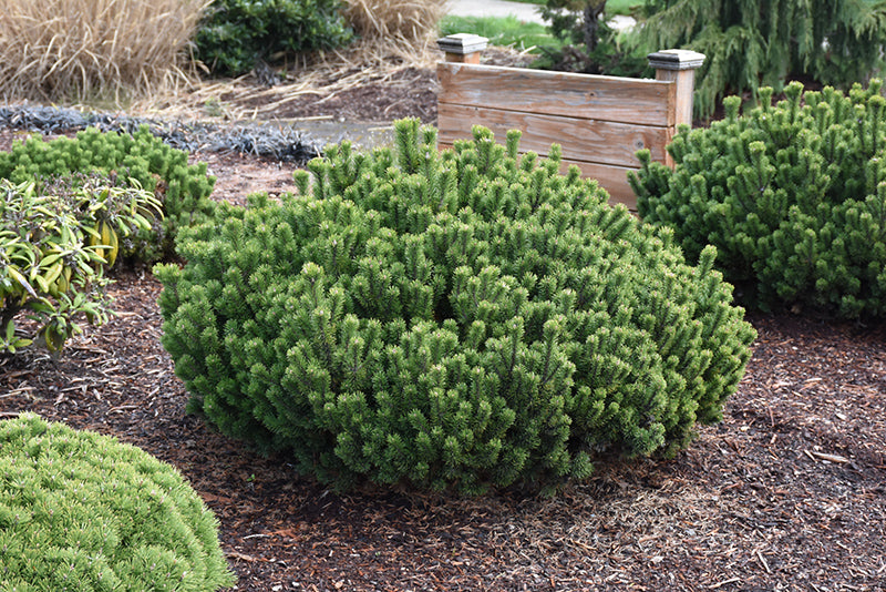 Pine-Mugo Slowmound 3C