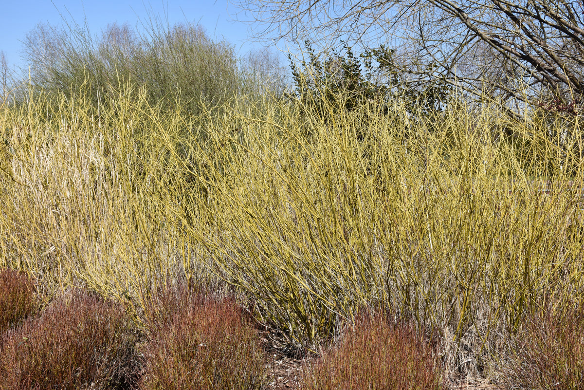 Dogwood-Arctic Fire Yellow 5C