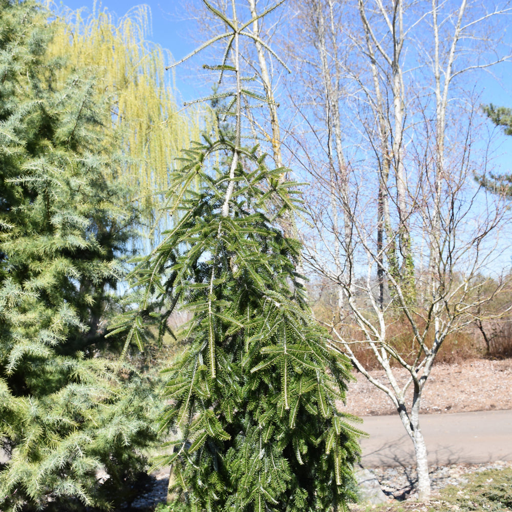 Fir-Green Spiral 6C