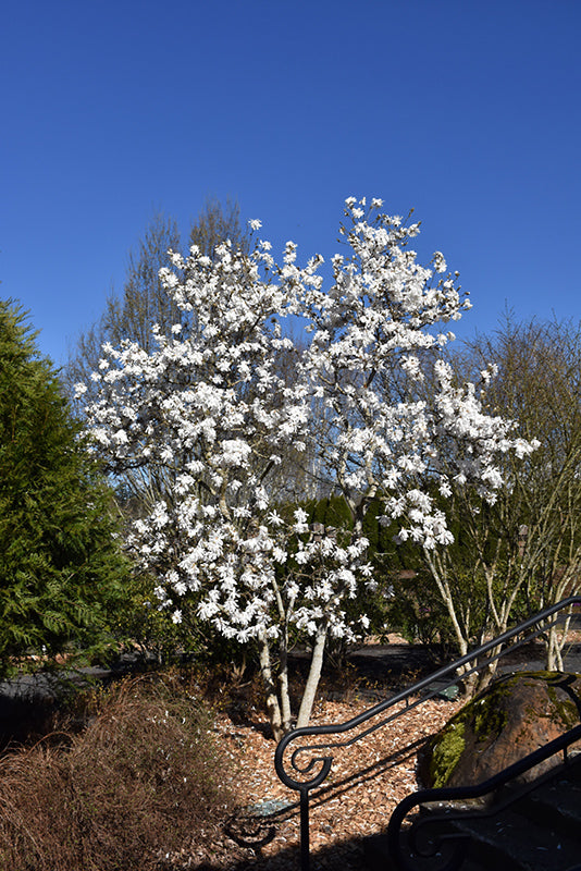 Magnolia-Royal Star 5'BP