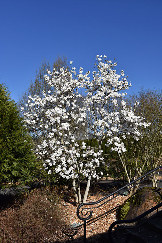 Magnolia-Royal Star 5'BP