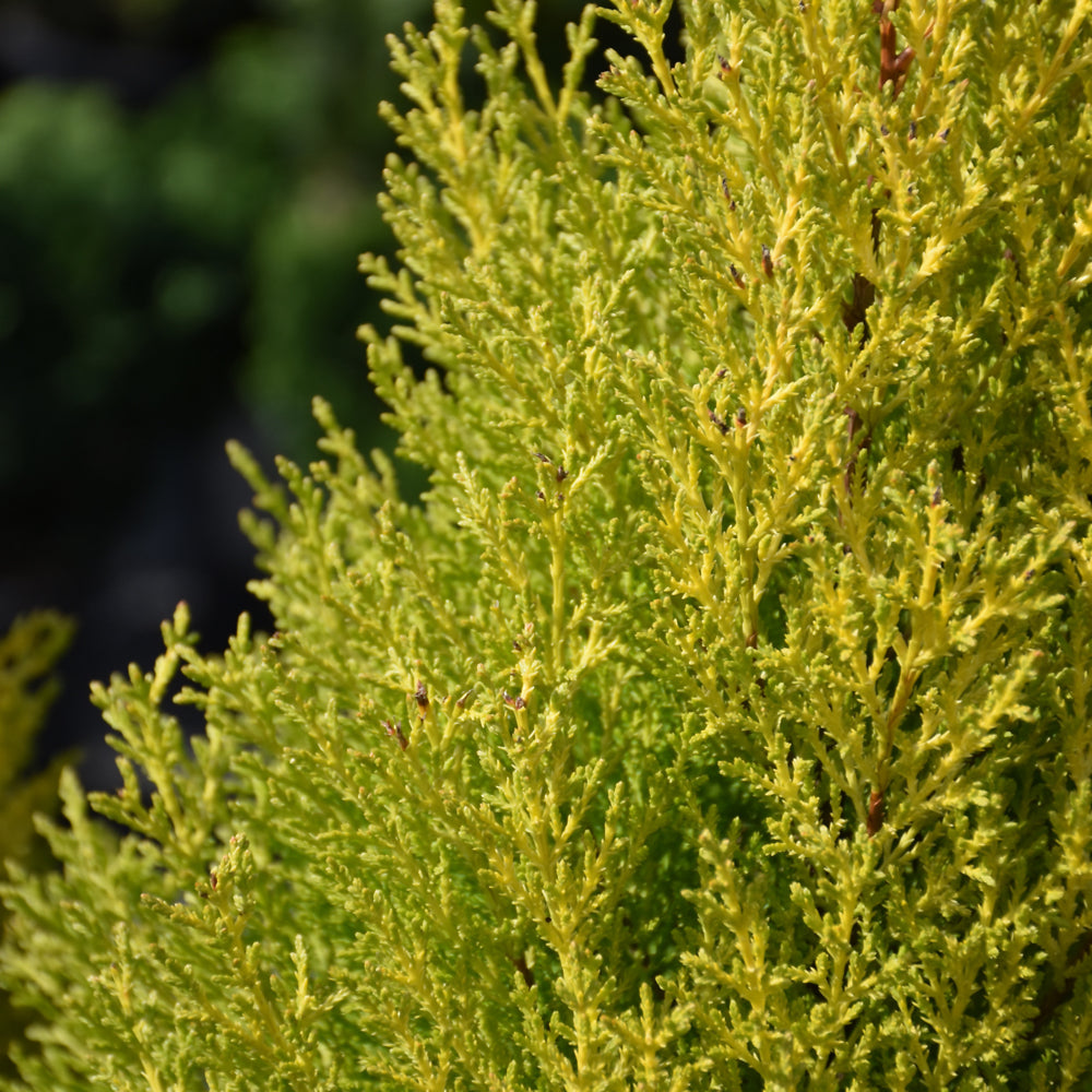 Cypress-Wilma Goldcrest 6.5"