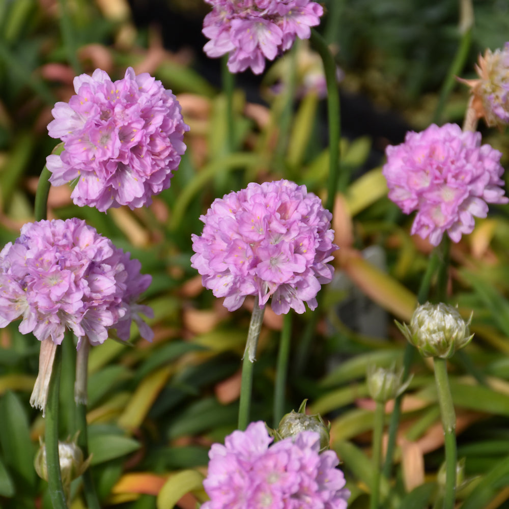 Armeria-Sweet Dreams 1C
