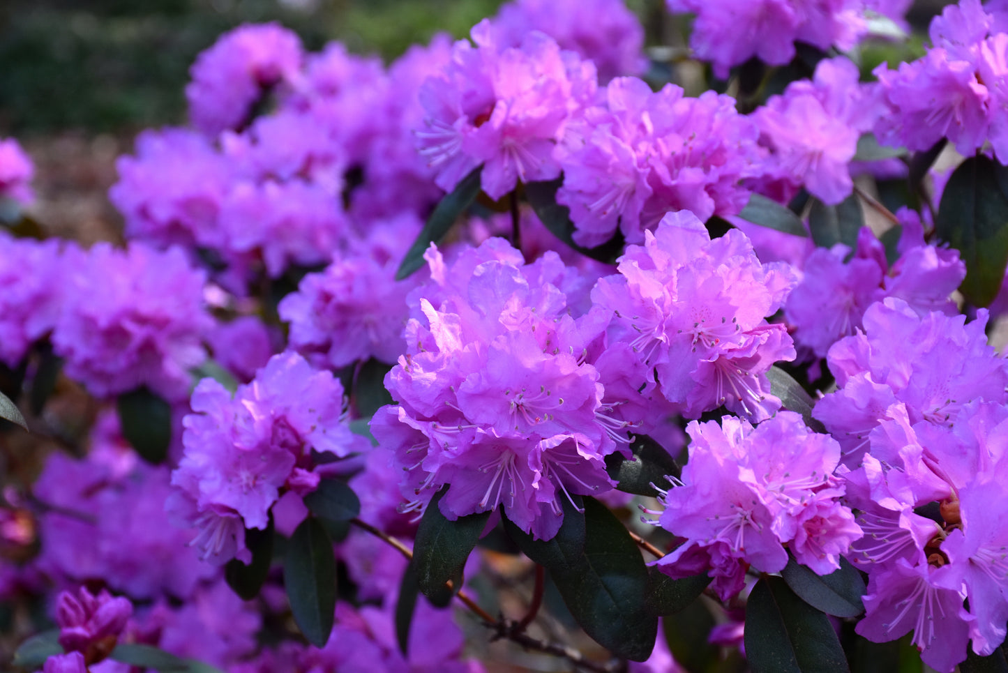 Rhododendron-PJM Elite 3C