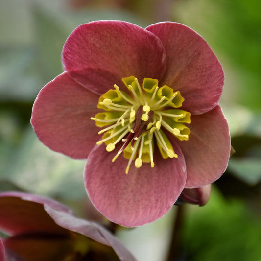Helleborus-Pippa's Purple .5C