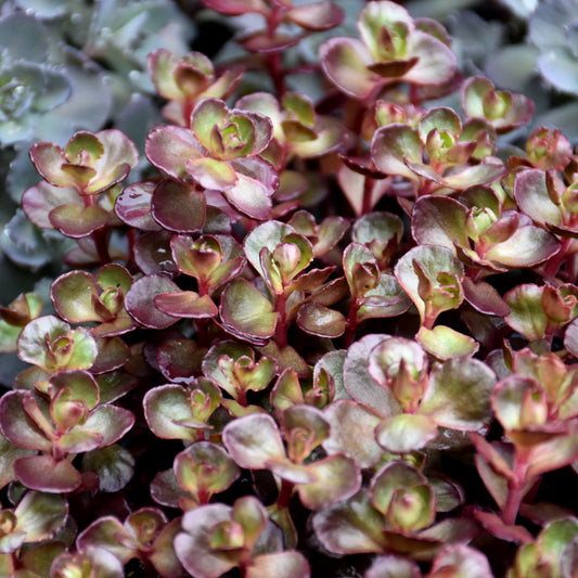 Sedum-Voodoo 2.5"C