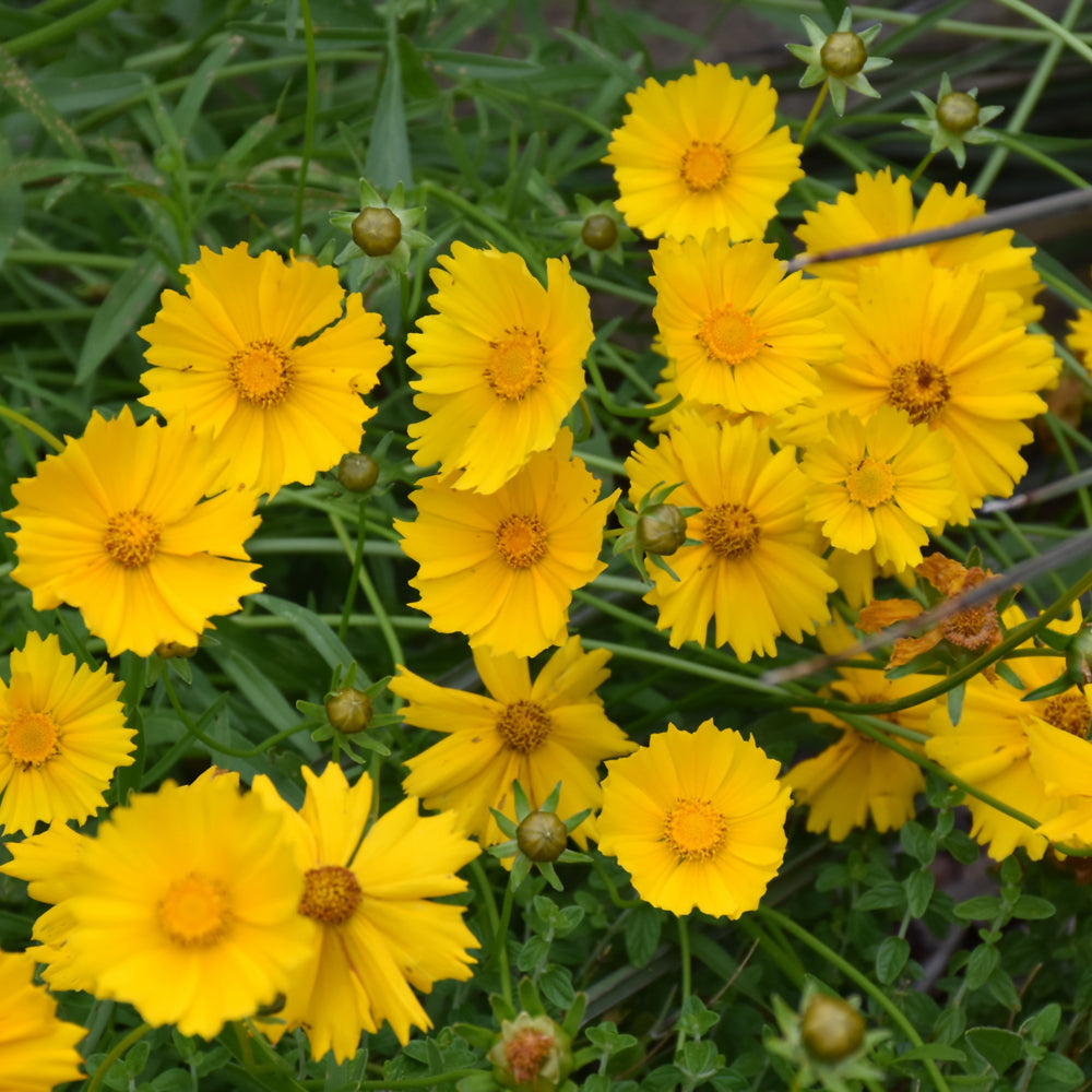 Coreopsis-Lanceolata 1C