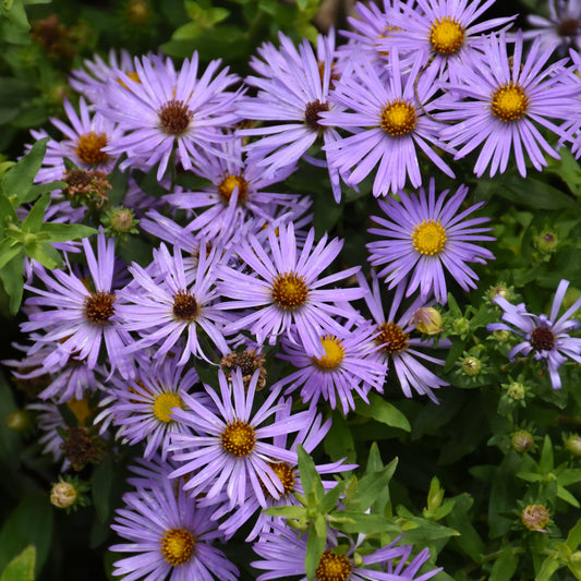 Symphyotrichum-Oblongifolium1C