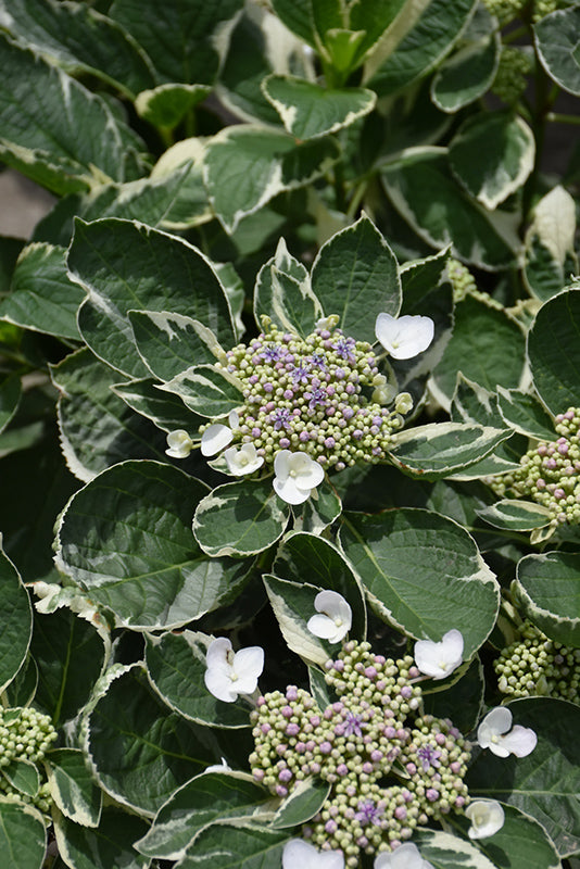 Hydrangea-Silver Blue Variegated 3C