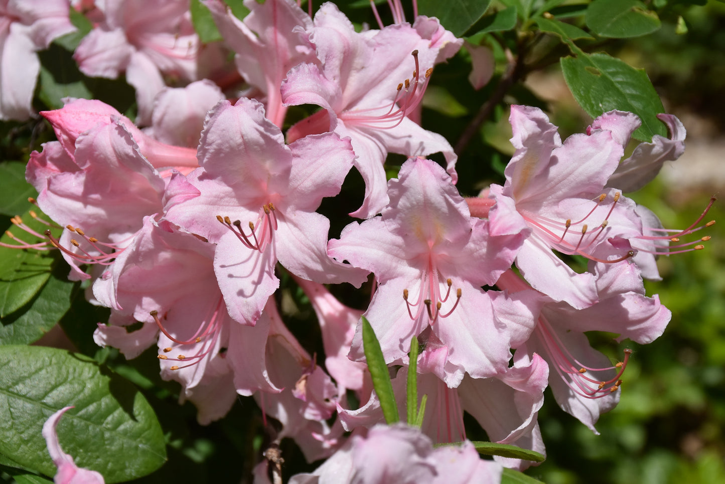 Azalea-Candy Lights 3C
