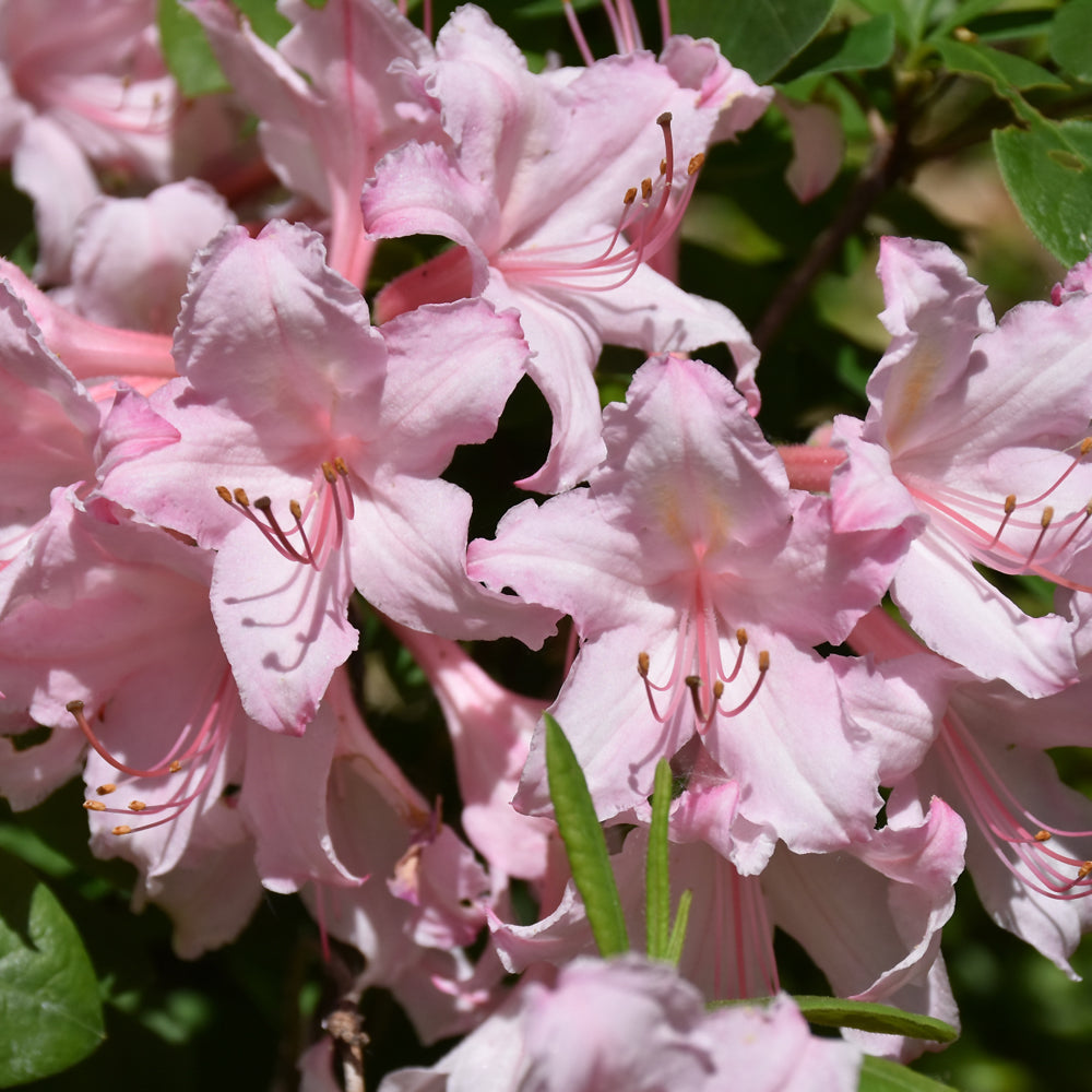 Azalea-Candy Lights 2C