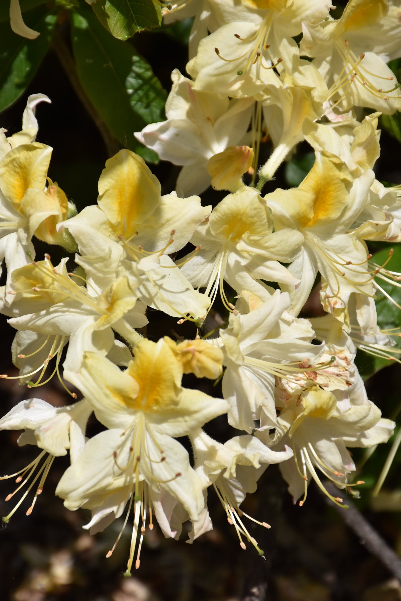 Azalea-Northern Hi-Lights 2C