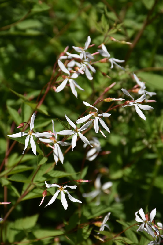 Porteranthus-Stipulatus 1C