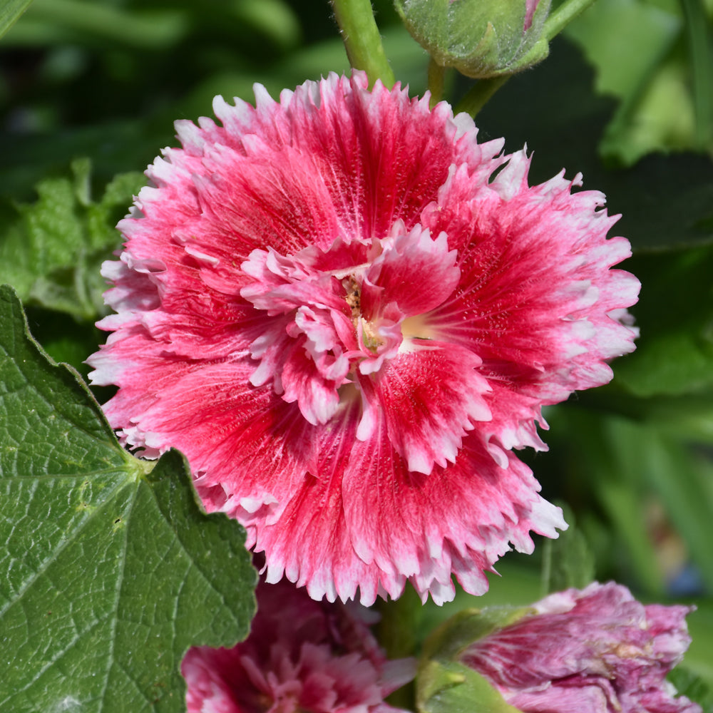 Alcea-Fiesta Time 1C