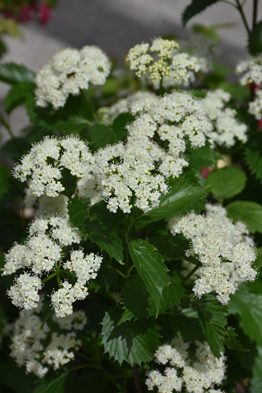 Viburnum-Blue Muffin® 3C