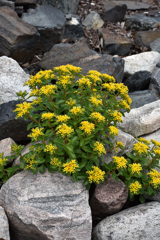 Sedum-Kamtschaticum 3.5"C