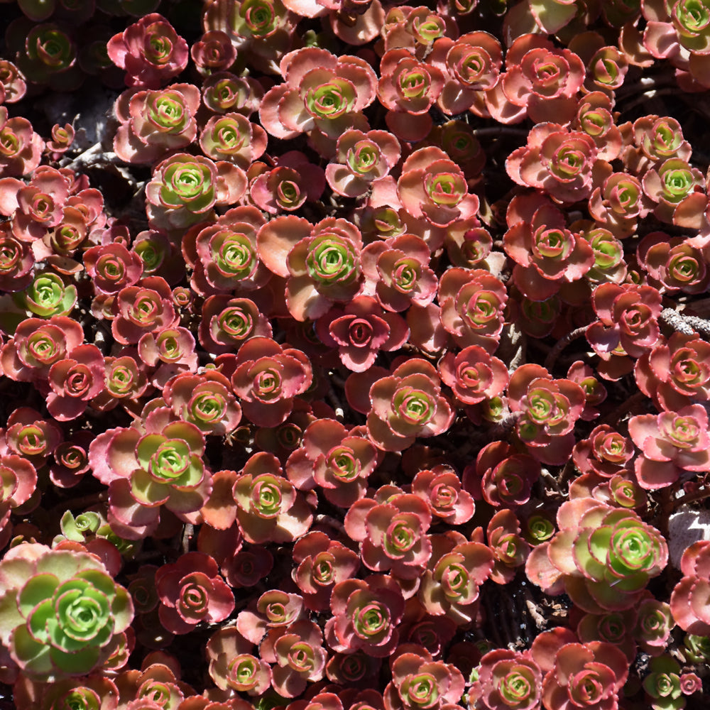 blood succulents Sedum-Dragon's Blood 2.5"C