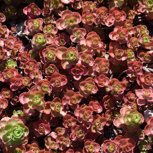 Sedum-Dragon's Blood 2.5"C