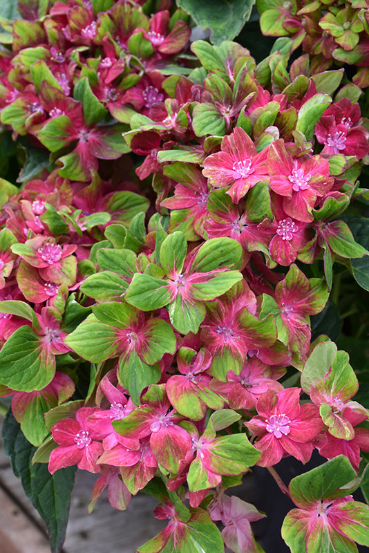 Hydrangea-Pistachio 3C