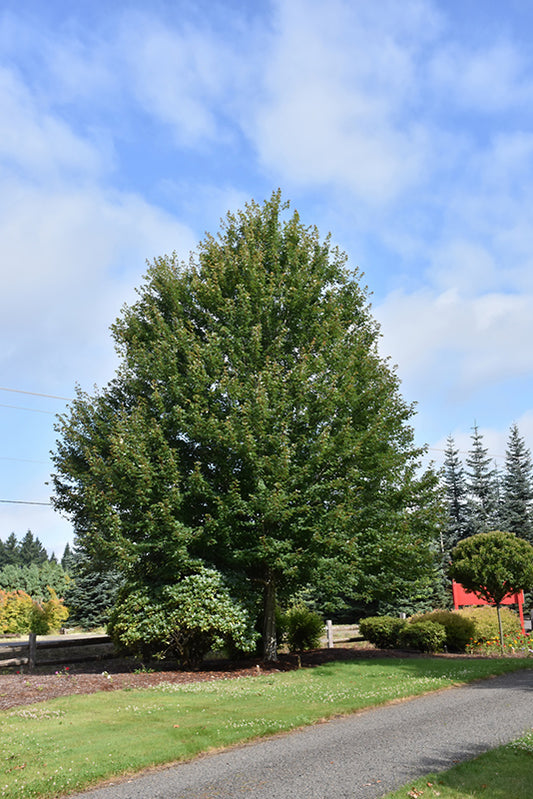 Maple-Redpointe® 1.75"BP