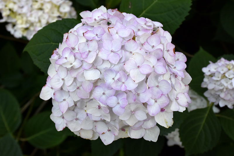 Hydrangea-Blushing Bride 2C