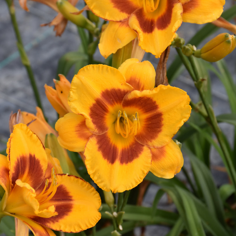 Daylily-Fooled Me 1C
