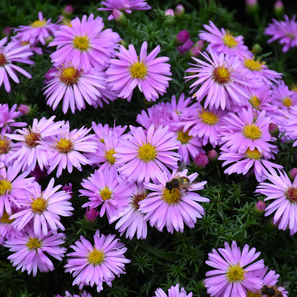 Aster-Wood's Pink 1C