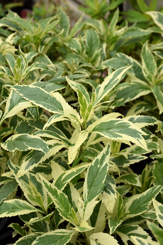Eupatorium-Pink Frost 2C