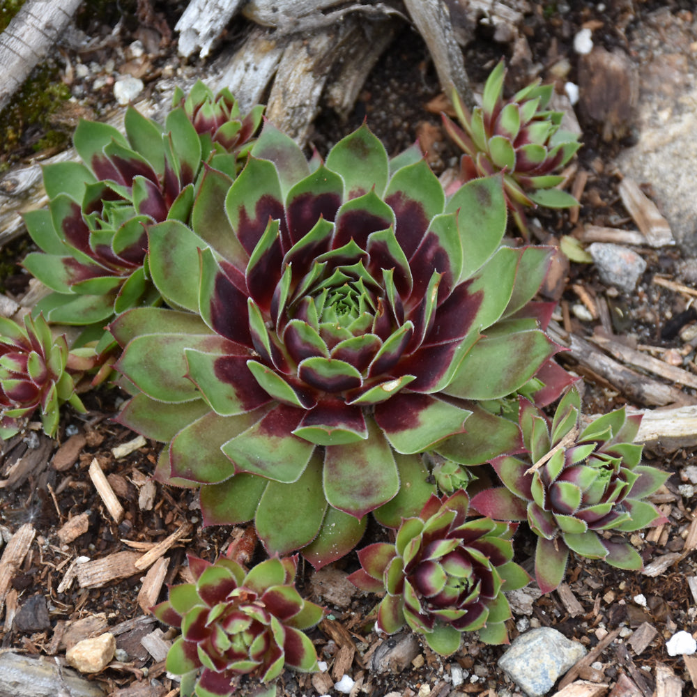 Sempervivum-Killer 1C
