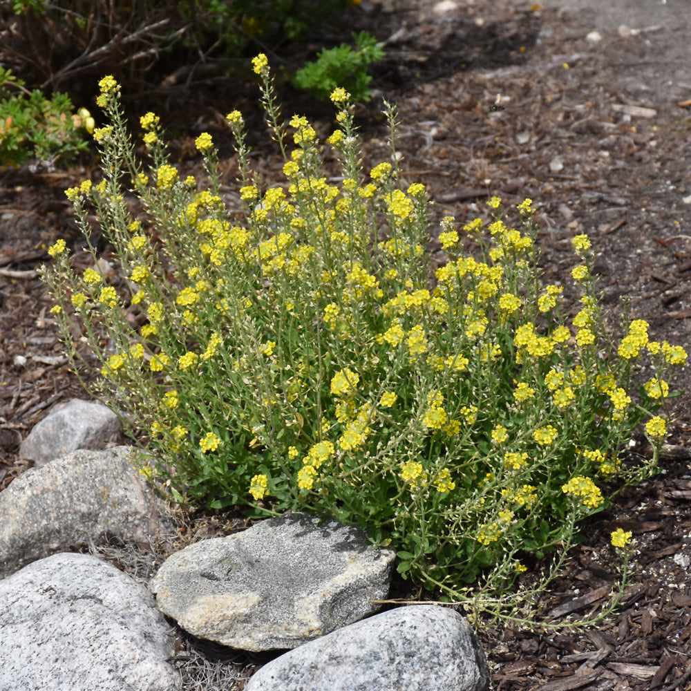 Alyssum-Mountain Gold 1C