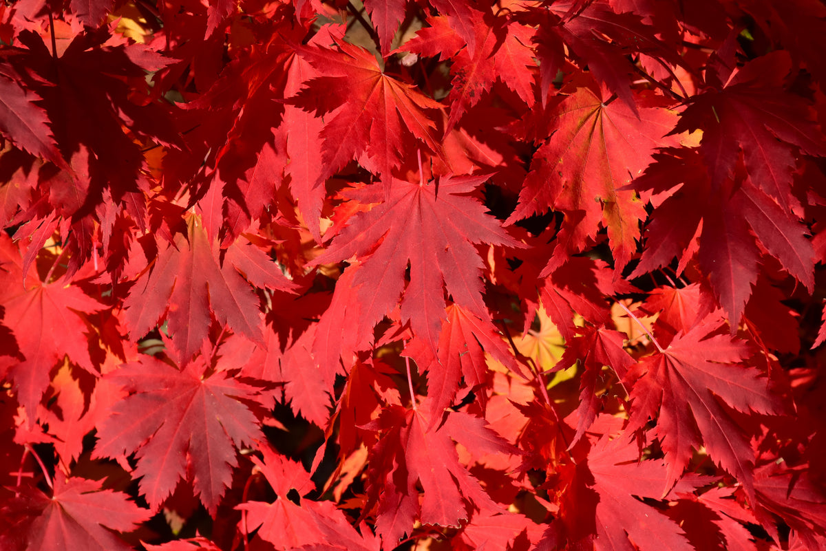 Maple-Final Fire 15C