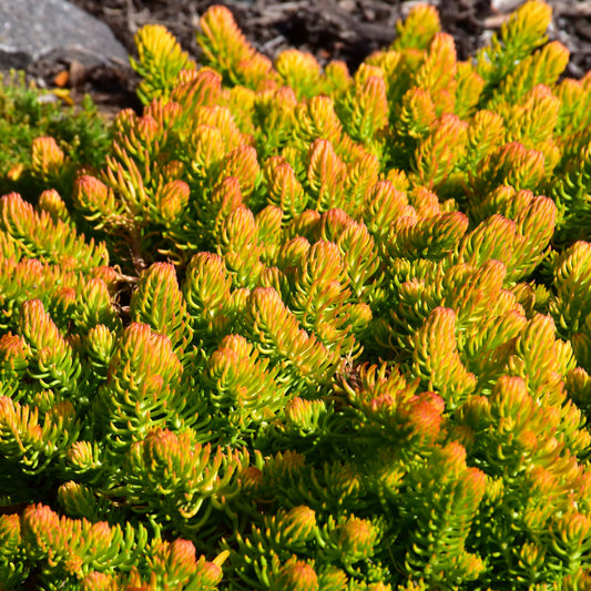 Sedum-Angelina 2.5"C