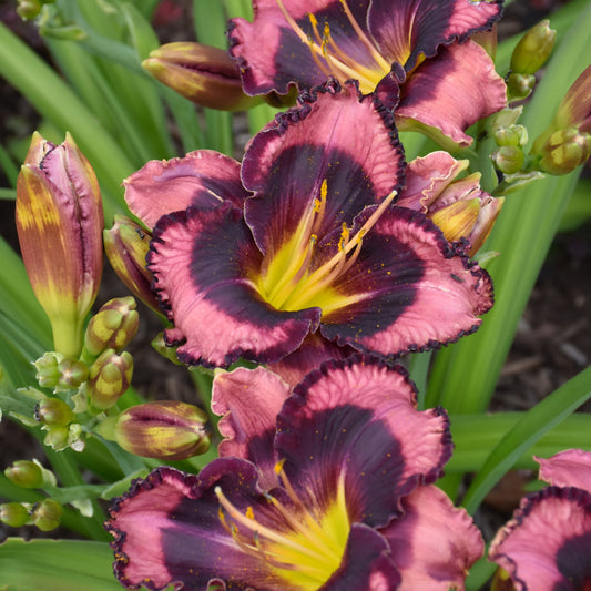 Daylily-Storm Shelter 1C