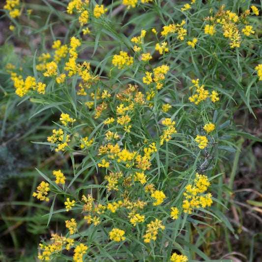 Euthamia-Graminifolia 1C