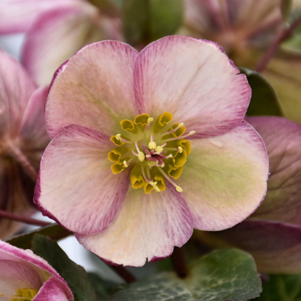 Helleborus-Bayli's Blush .5C