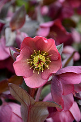 Helleborus-Penny's Pink .5C