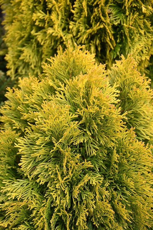 Arborvitae-Jantar 3C
