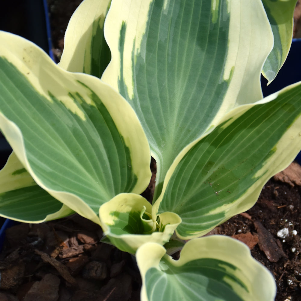 Hosta-Firn Line 1C