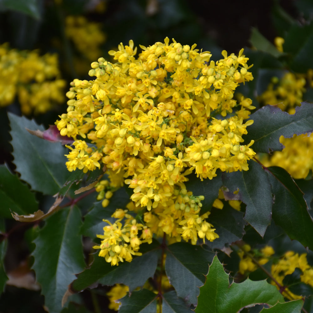Mahonia-Oregon Grape 1C