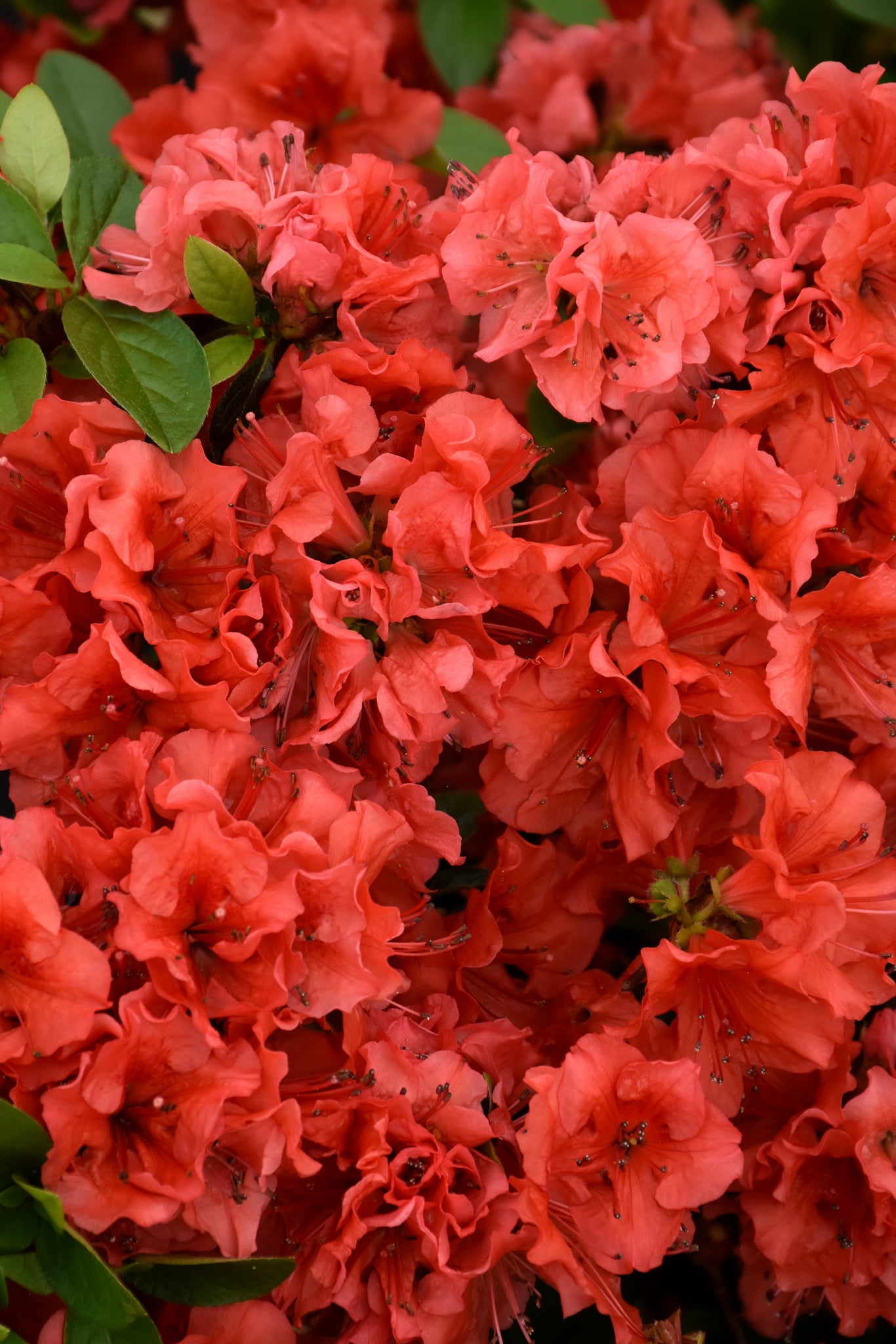 Azalea-Girard's Hot Shot 3C