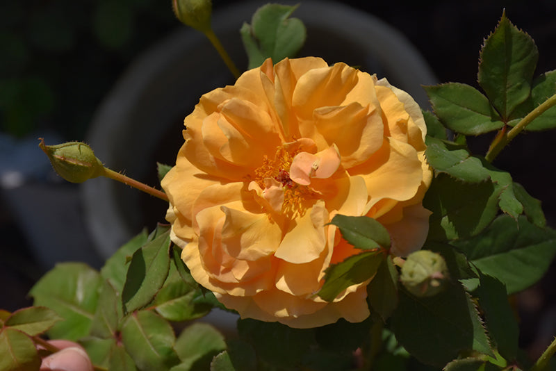 Rose-Rise Up Amberness 3C