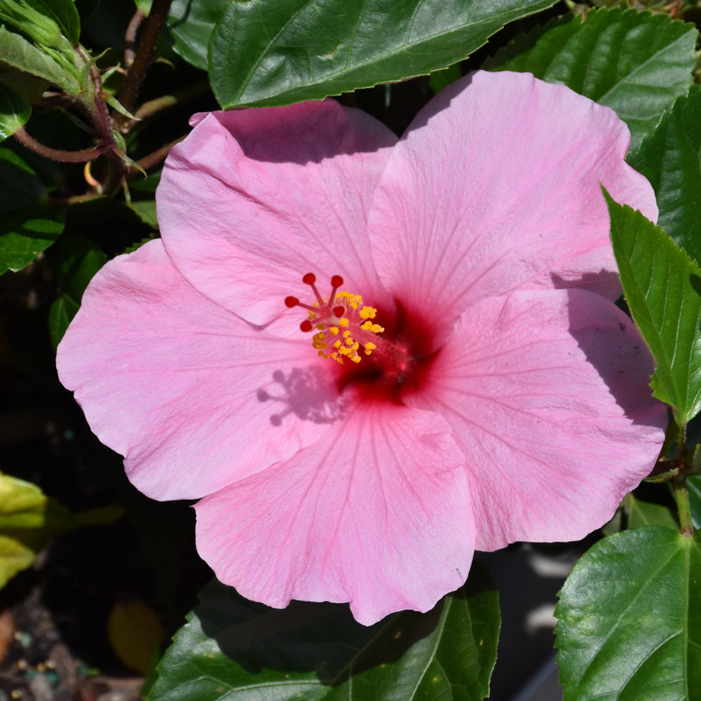 Hibiscus-Seminole Pink Braided Tree 10"