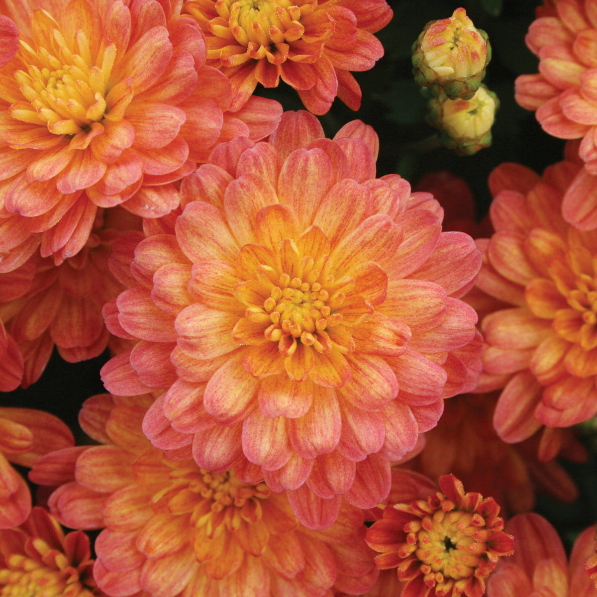 Mum- Jacqueline Orange E 5C