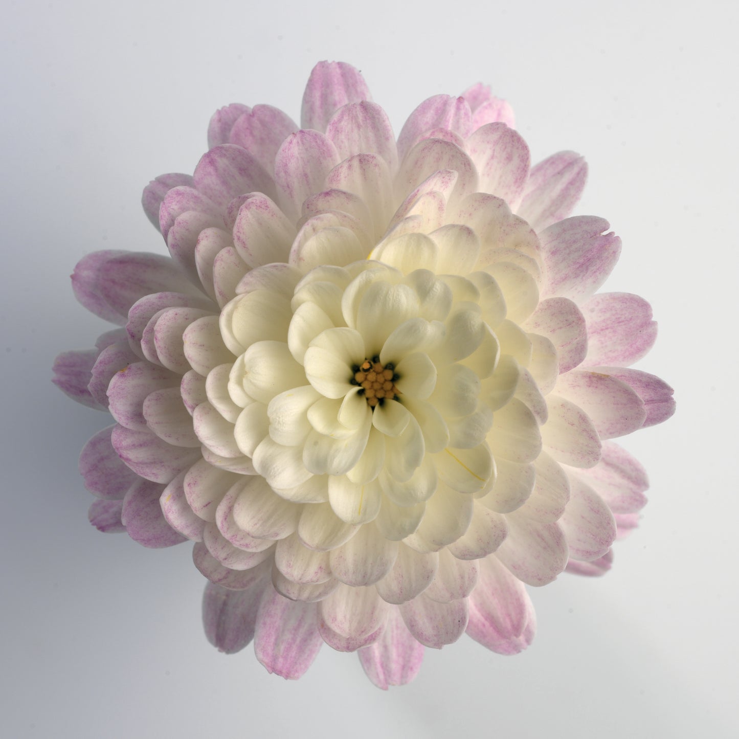 Mum- Jacqueline Pearl White E 3C